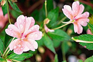 Game Pass增长率已连续两年未达微软内部目标